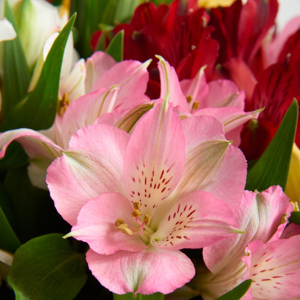 Букет «Рассвет» из разноцветных альстромерий Бородино Красноярский край